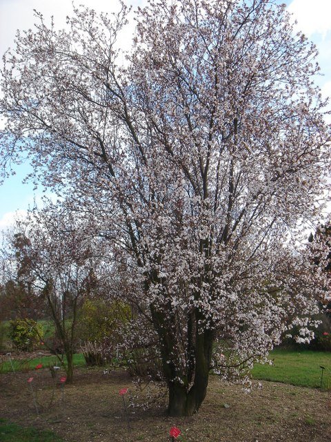 Prunus cerasifera 'Pissardii' P18